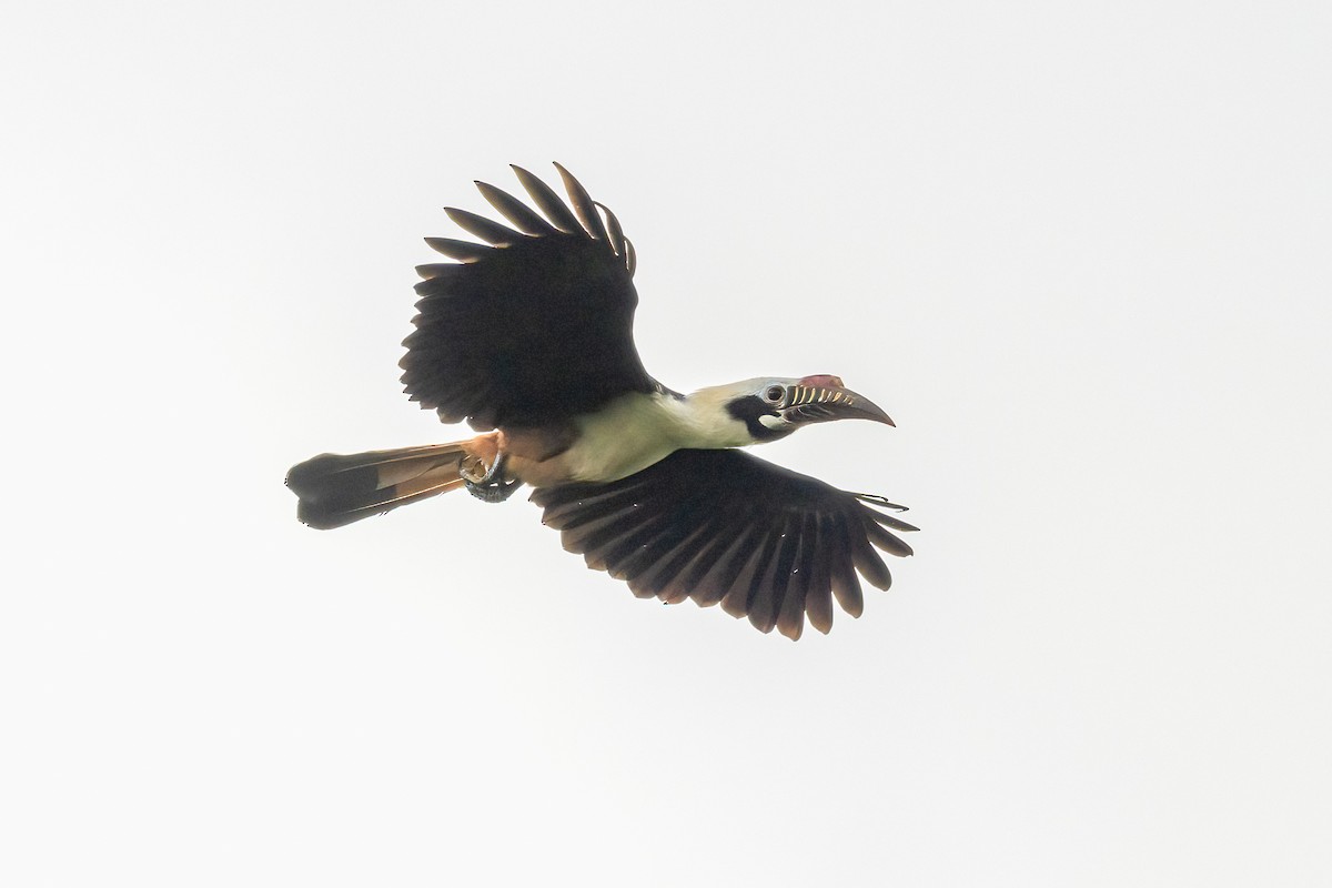 Visayashornvogel - ML617078781