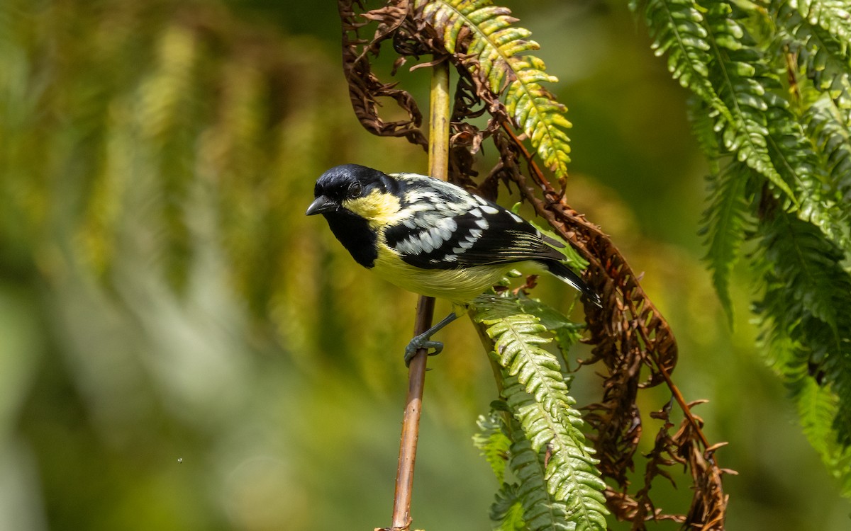 Elegant Tit - ML617078789