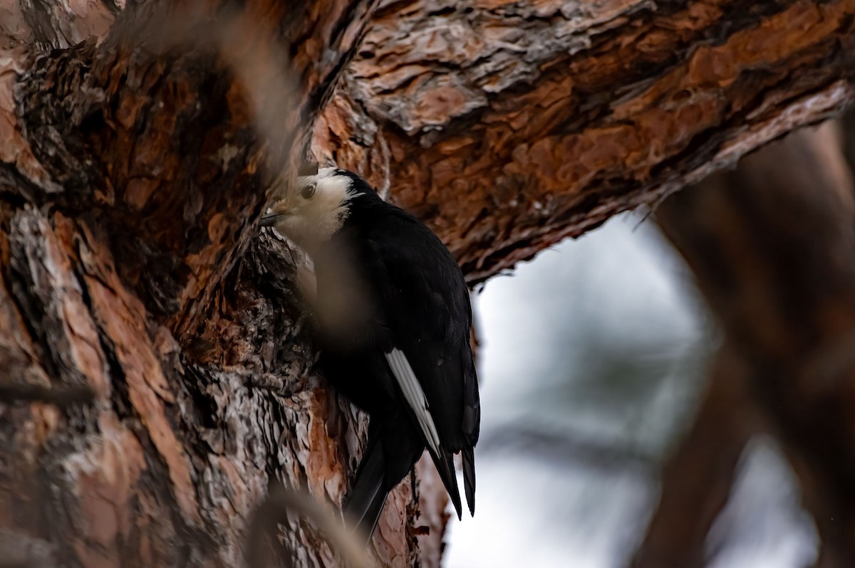 White-headed Woodpecker - Phil Kahler