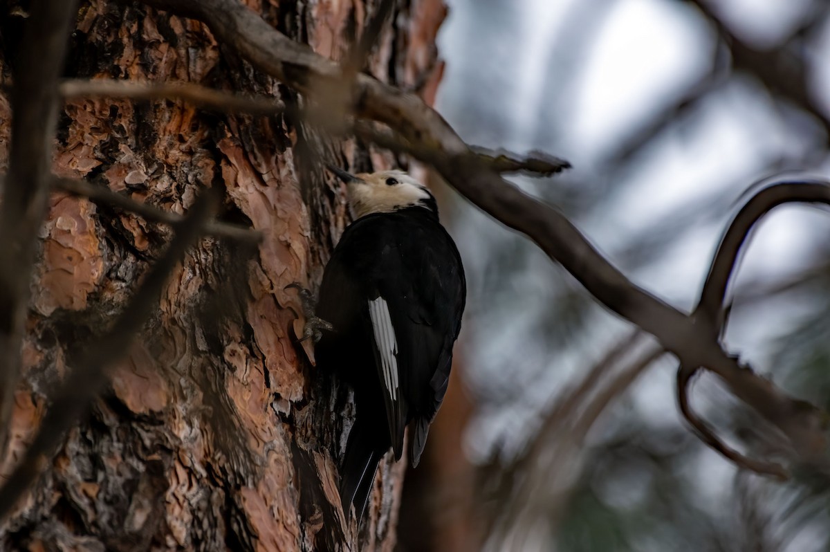 White-headed Woodpecker - Phil Kahler