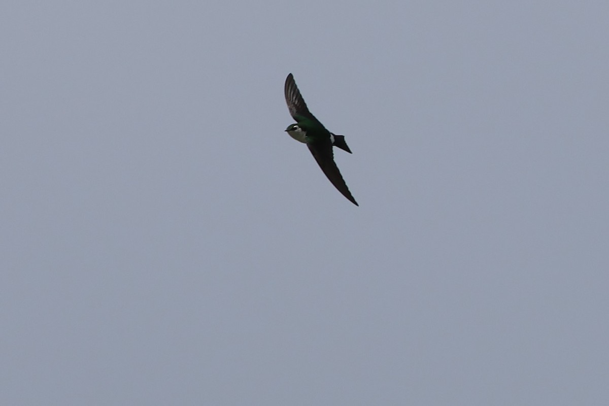 Violet-green Swallow - Tom Forwood JR