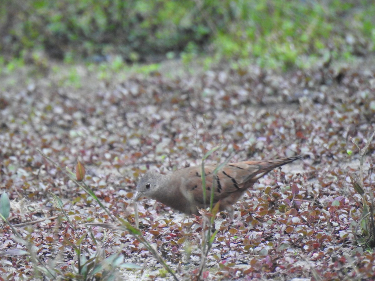 Ruddy Ground Dove - ML617078844