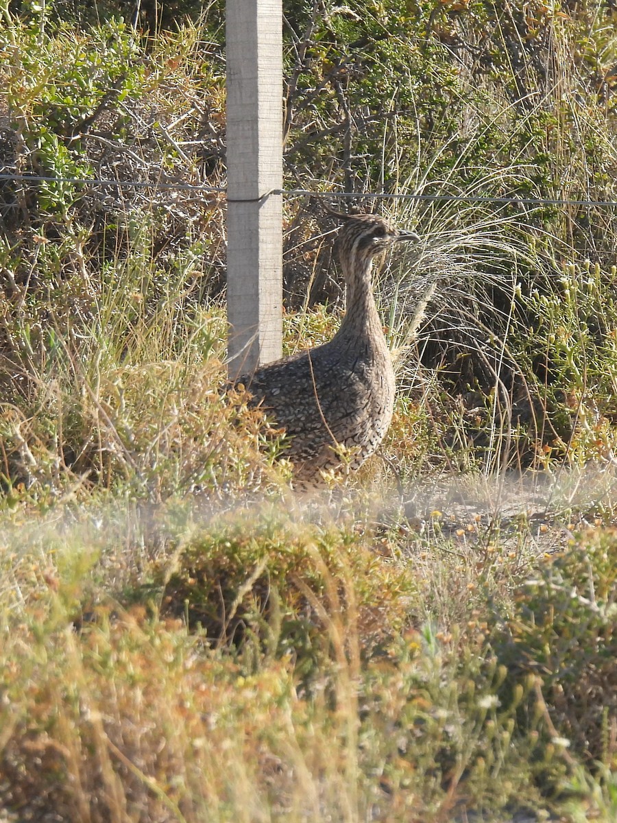 Elegant Crested-Tinamou - Maria Lujan Solis