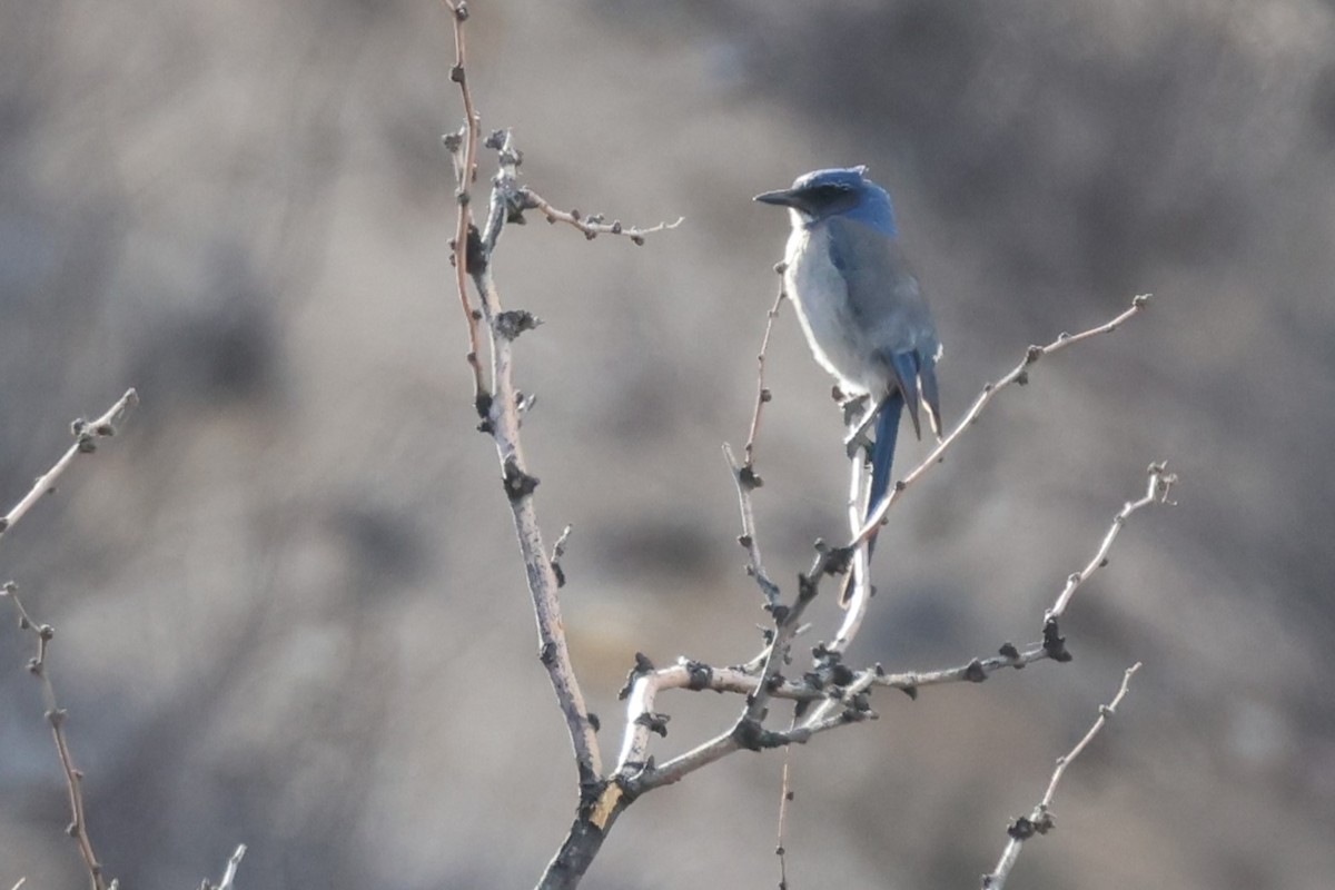 Woodhouse's Scrub-Jay (Woodhouse's) - Tom Forwood JR