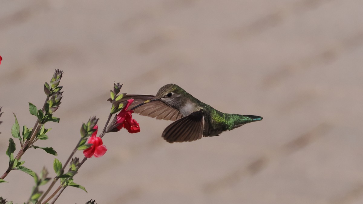 Anna's Hummingbird - ML617078920