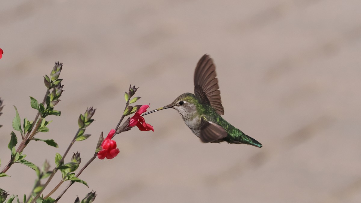 Anna's Hummingbird - ML617078921