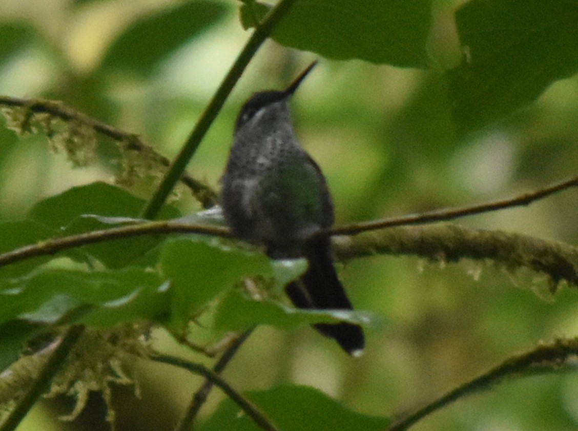 kolibřík subtropický - ML617078988