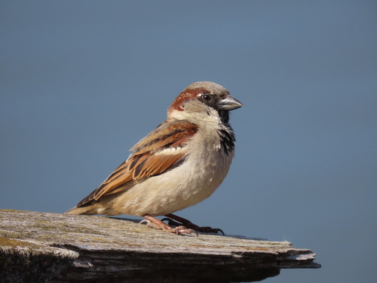 House Sparrow - Jacob  Van Patten