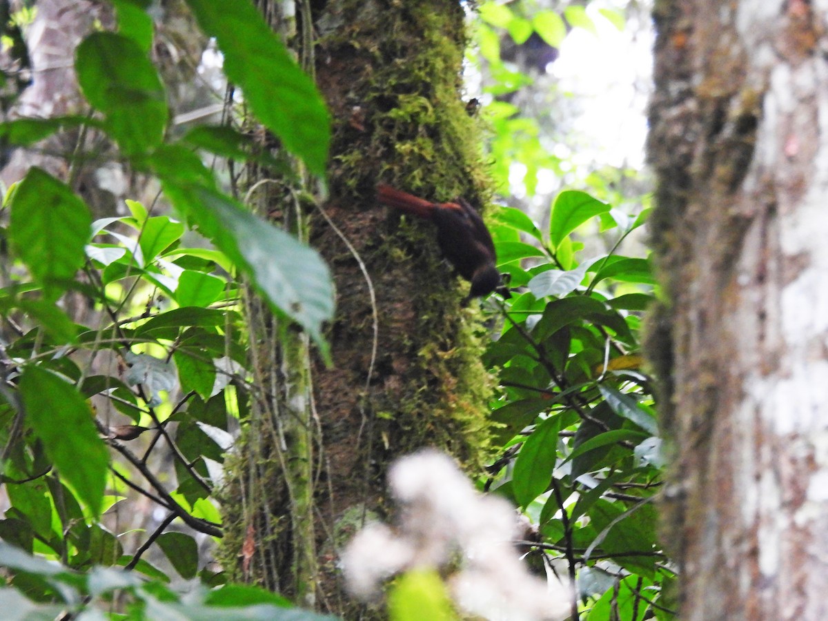 Streak-breasted Treehunter - ML617079048