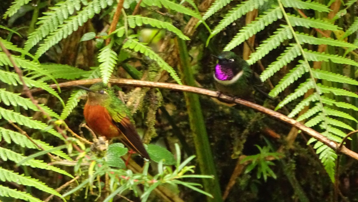 kolibřík peruánský - ML617079053