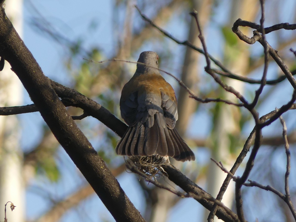 Rufous-backed Robin - Blythe Brown