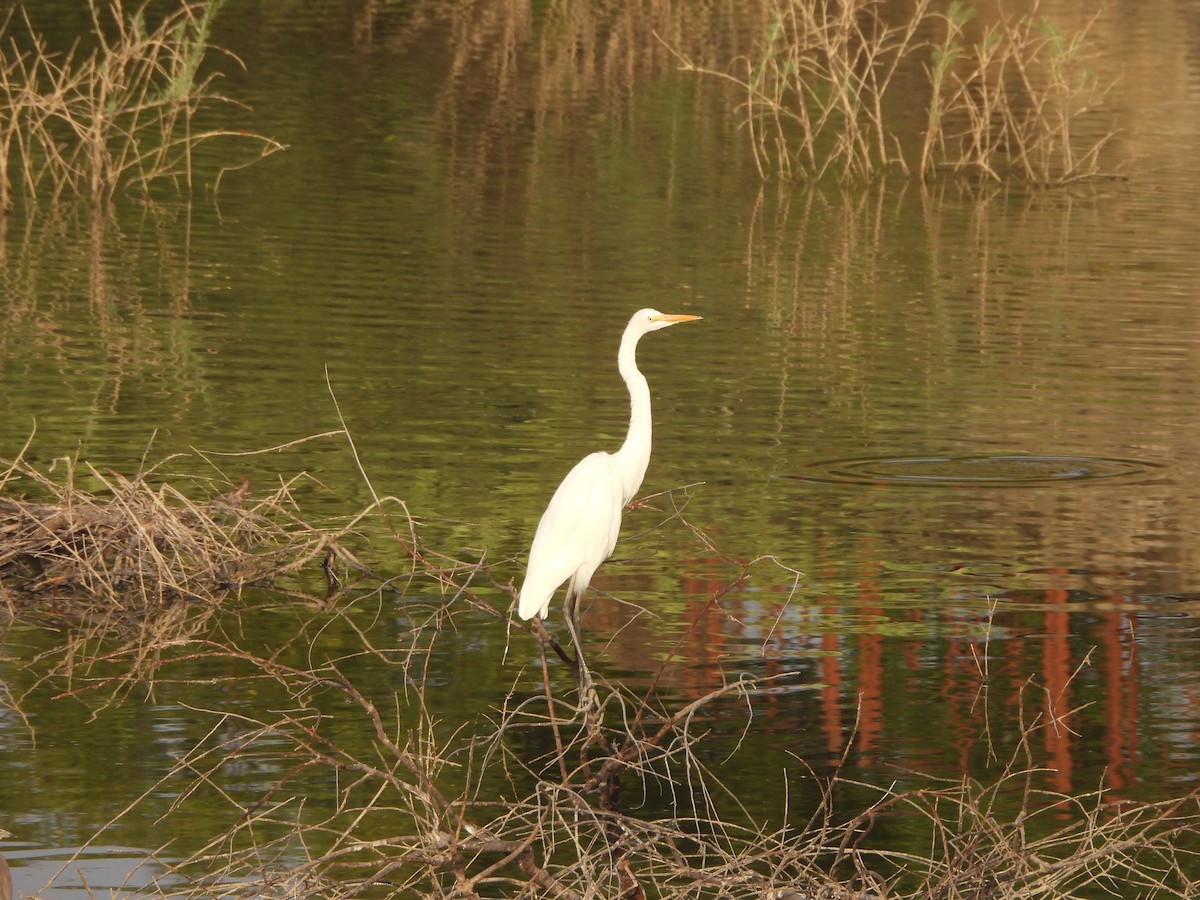 Great Egret - ML617079073