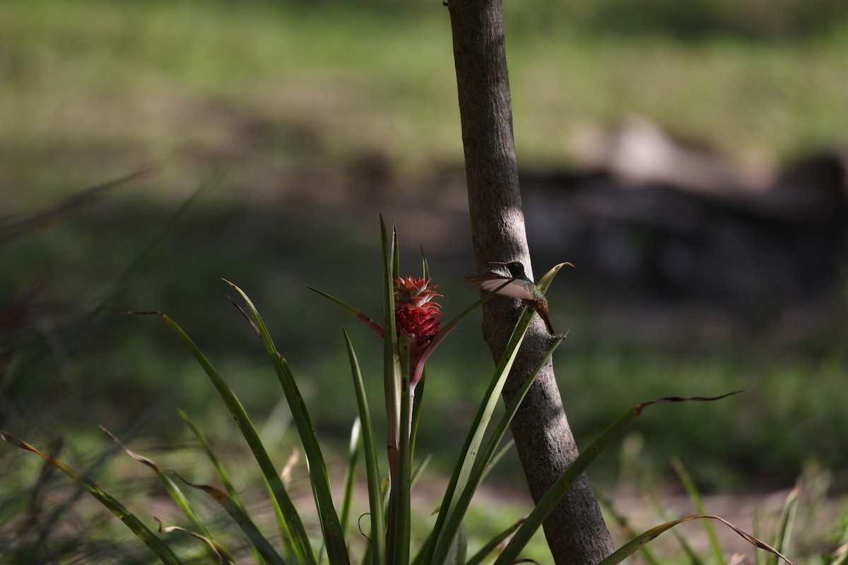 kolibřík yukatanský - ML617079078
