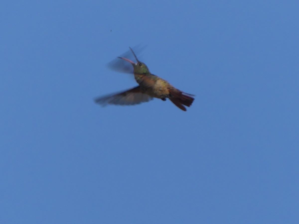 kolibřík mexický - ML617079092
