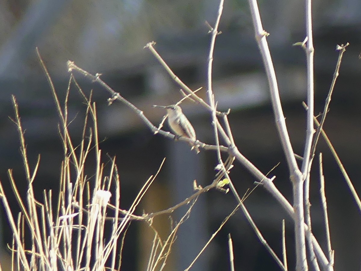 Ruby-throated Hummingbird - Blythe Brown