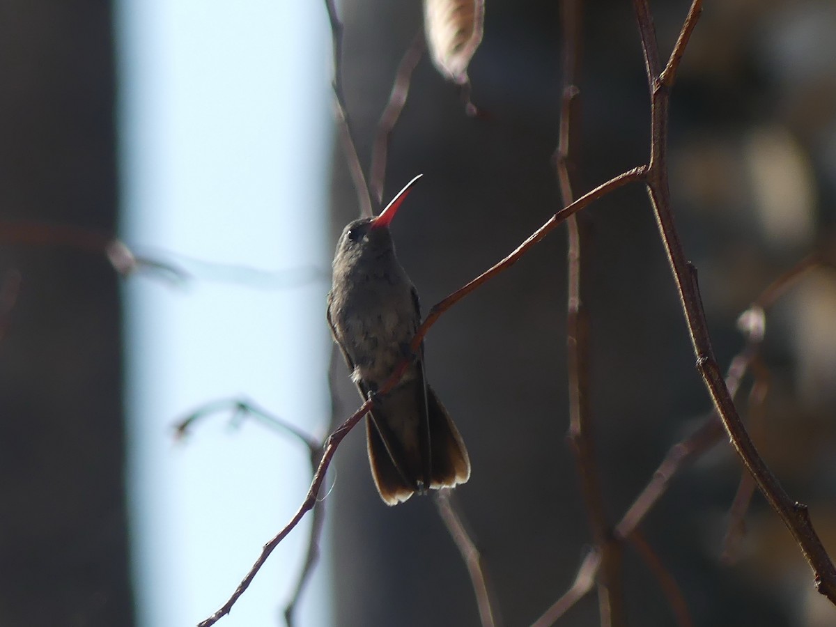 Dusky Hummingbird - Blythe Brown