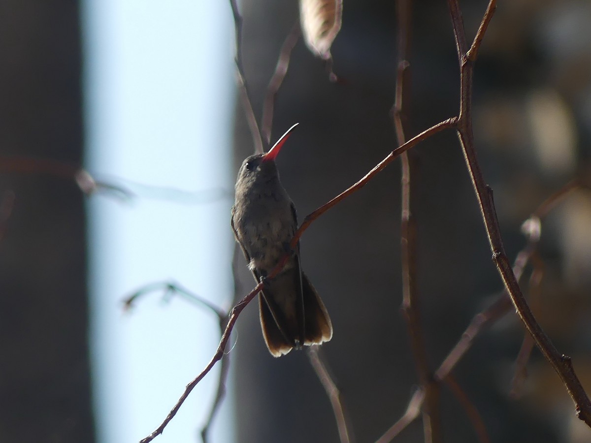 Dusky Hummingbird - ML617079139