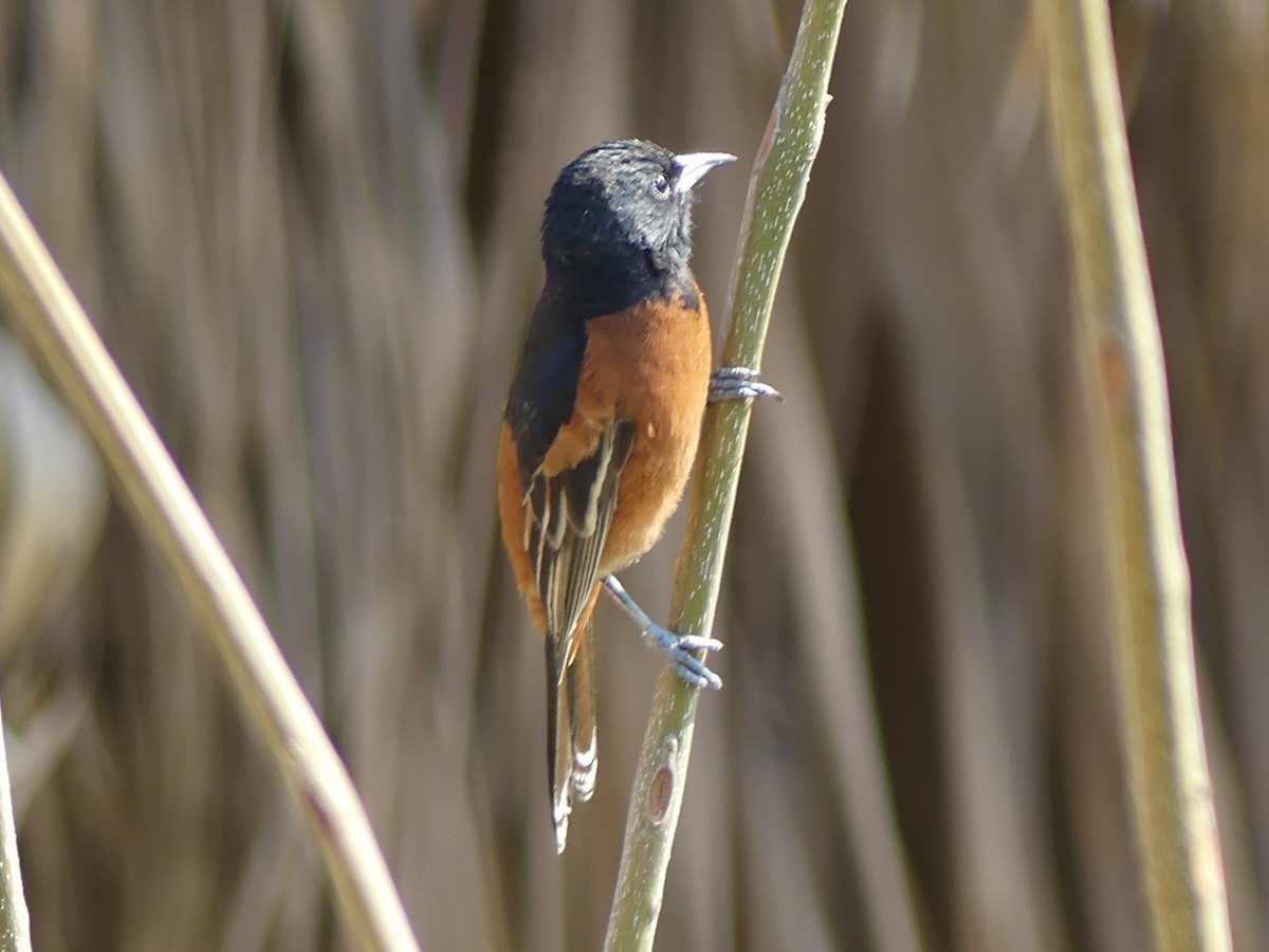 Orchard Oriole - Blythe Brown