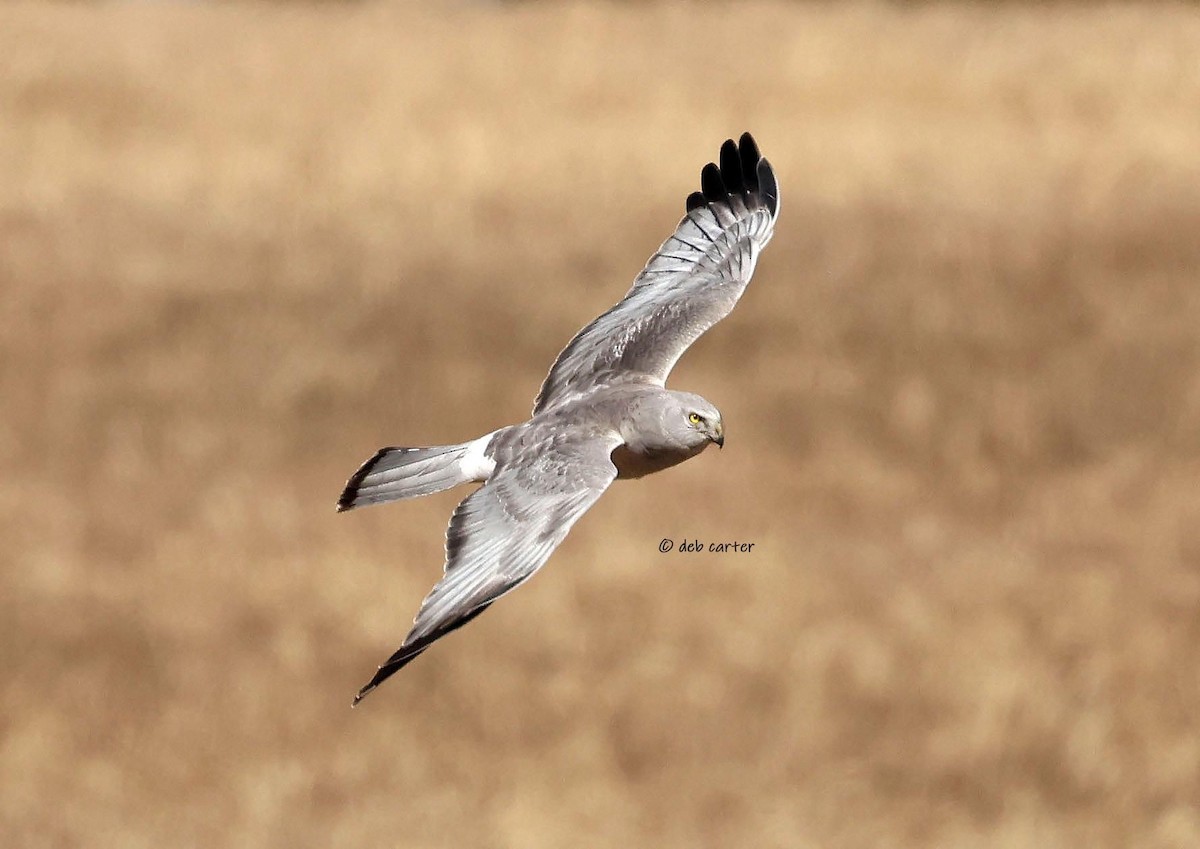 Northern Harrier - ML617079155