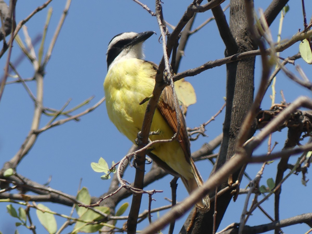 Great Kiskadee - ML617079216