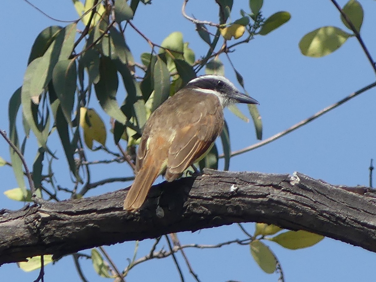 Great Kiskadee - ML617079221