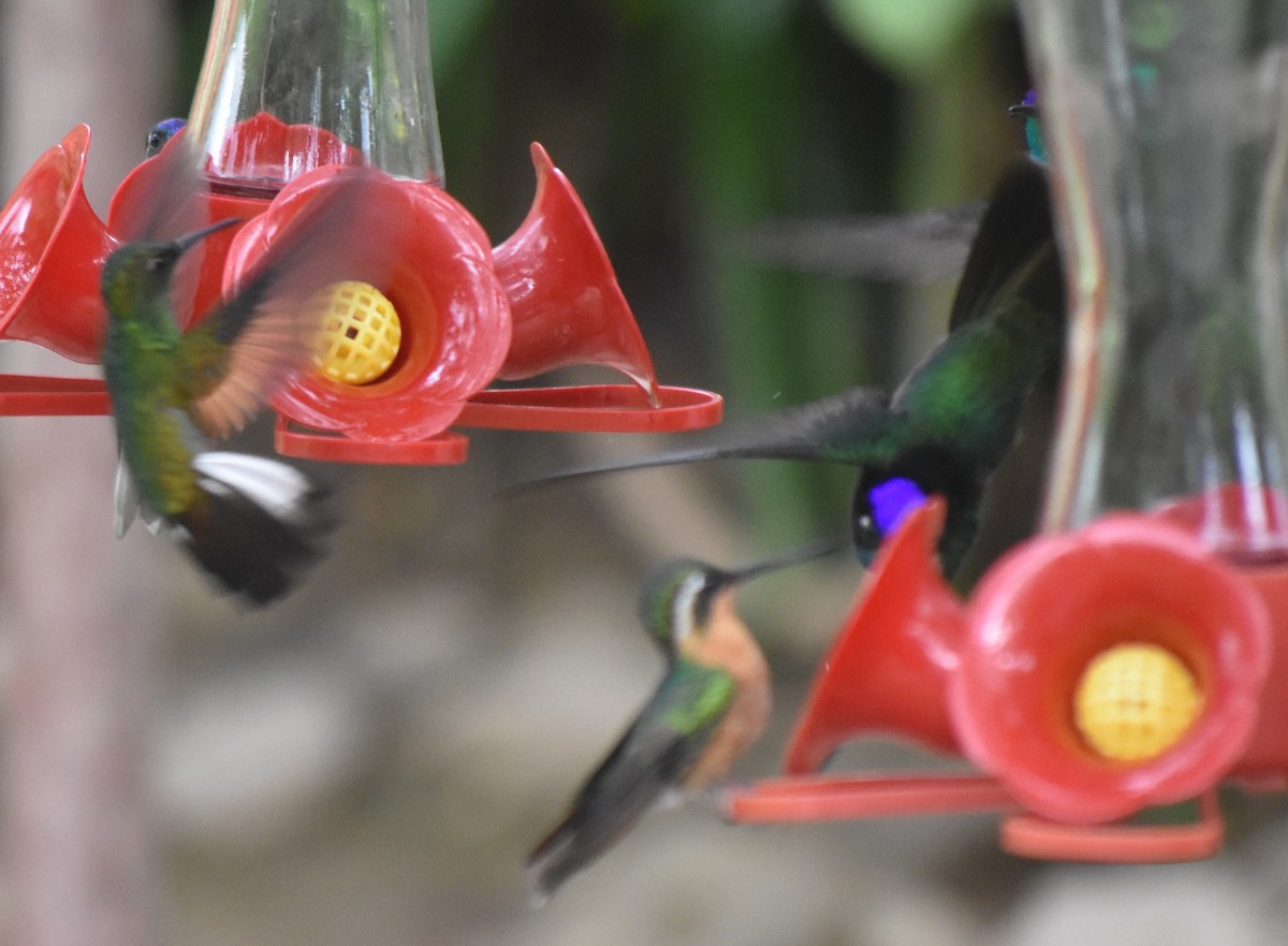 Stripe-tailed Hummingbird - Konshau Duman