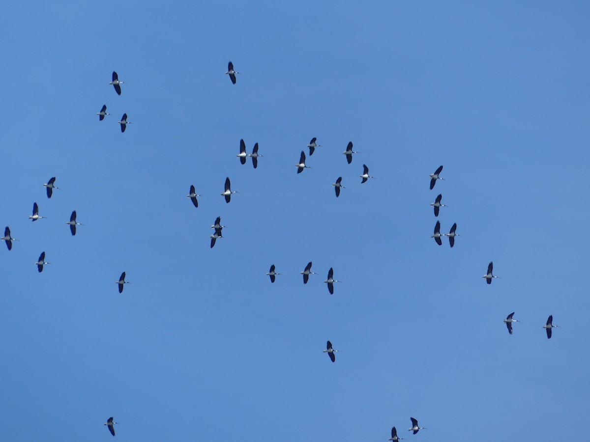 Straw-necked Ibis - Andrew Wood