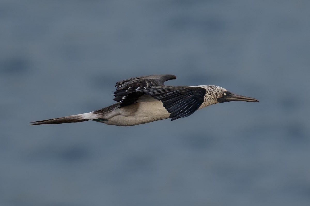 Blue-footed Booby - ML617079313