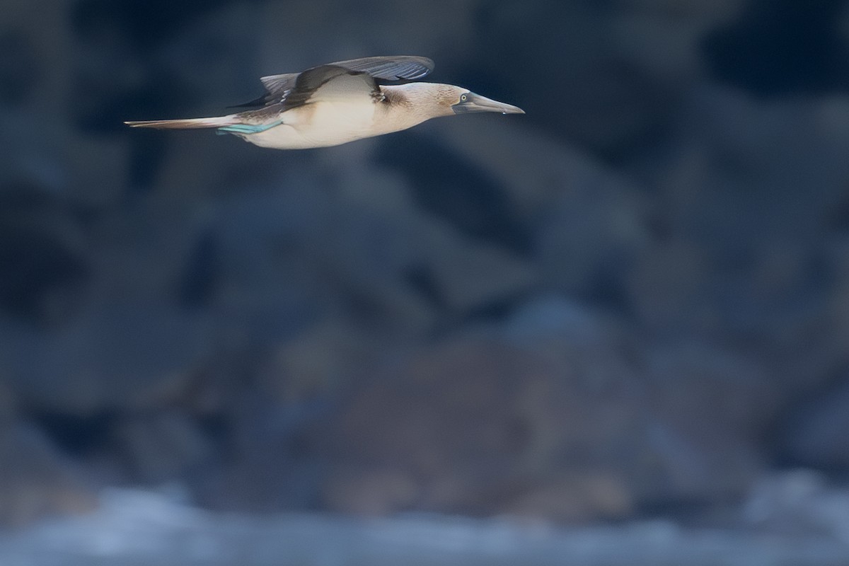 Blue-footed Booby - ML617079314