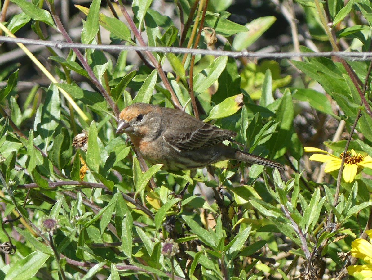 House Finch - Blythe Brown