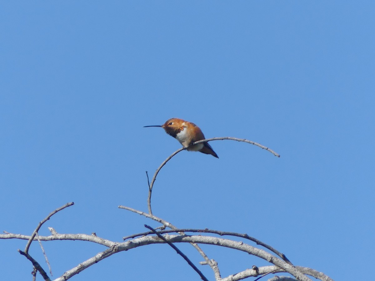 Colibrí de Allen - ML617079364