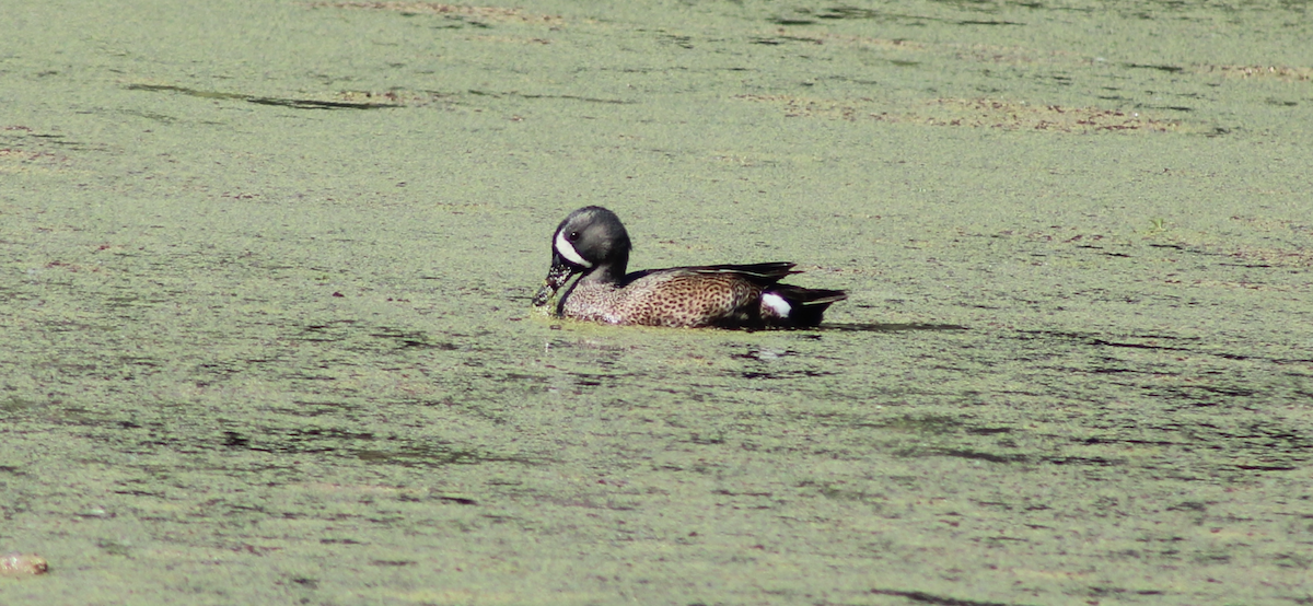 Blue-winged Teal - ML617079372