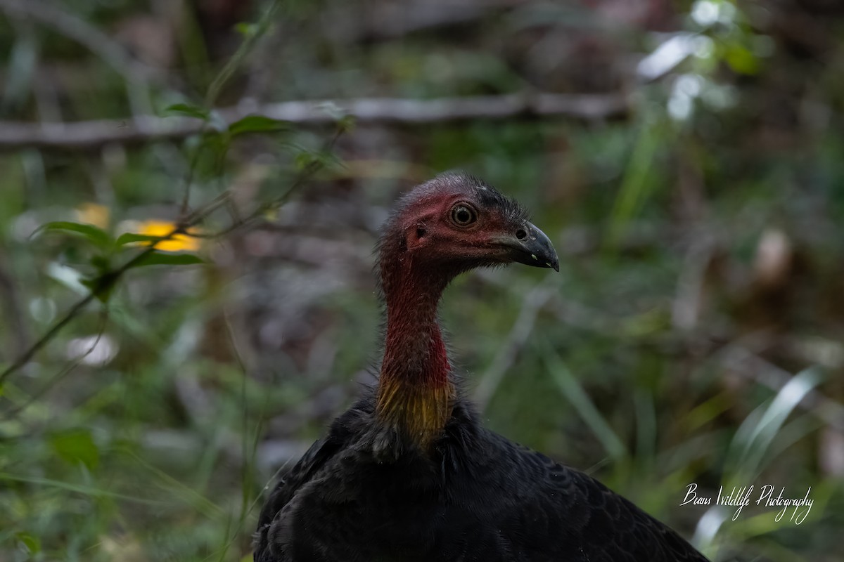 Australian Brushturkey - ben snook