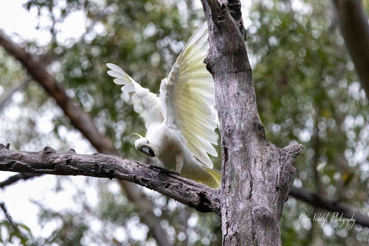 Sulphur-crested Cockatoo - ML617079404