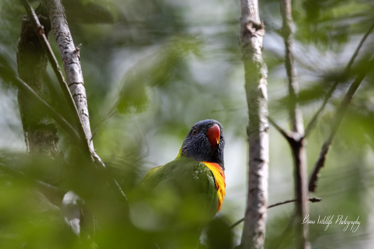 Rainbow Lorikeet - ML617079418