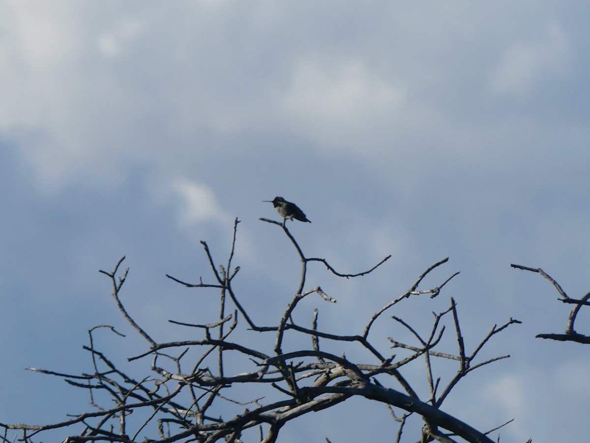 Anna's Hummingbird - Blythe Brown