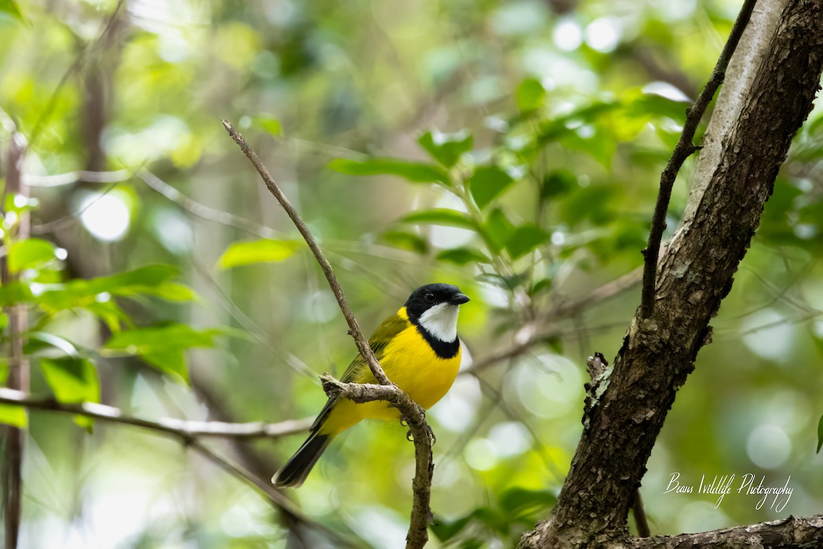 Golden Whistler - ben snook