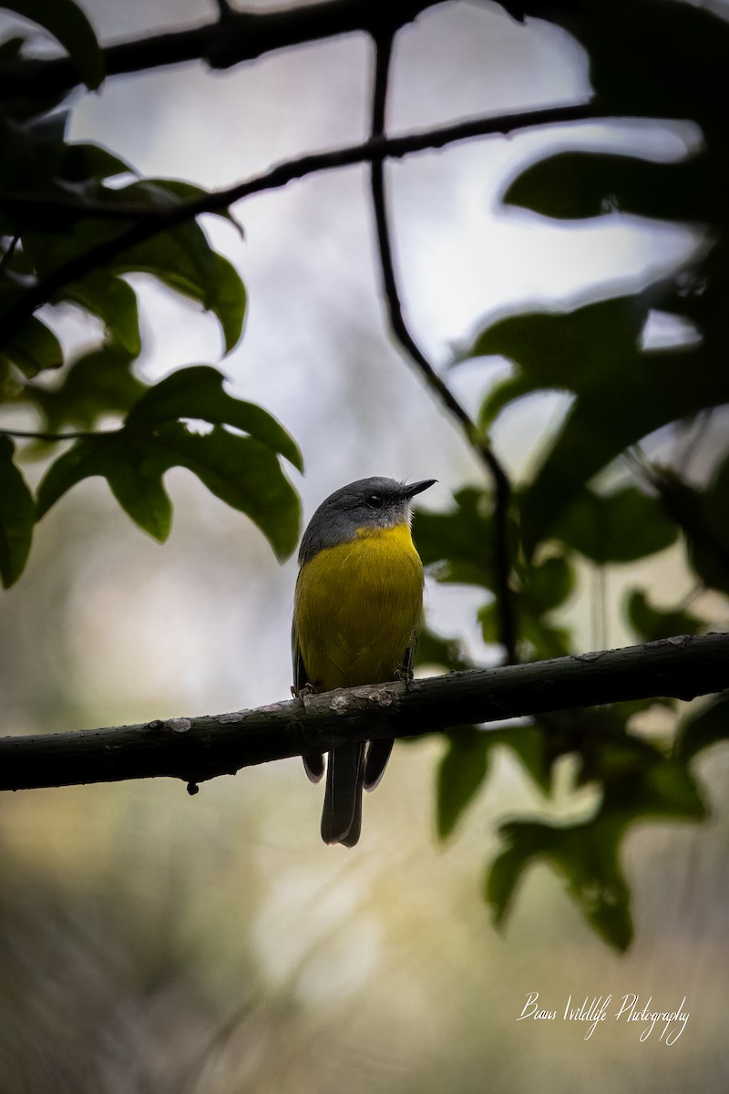 Eastern Yellow Robin - ML617079436