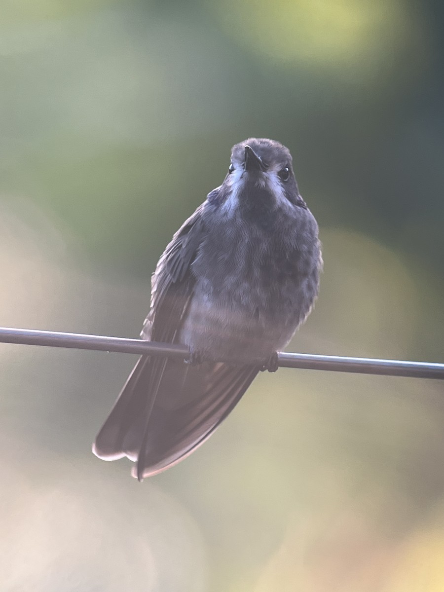 Brown Violetear - Rogers "Caribbean Naturalist" Morales