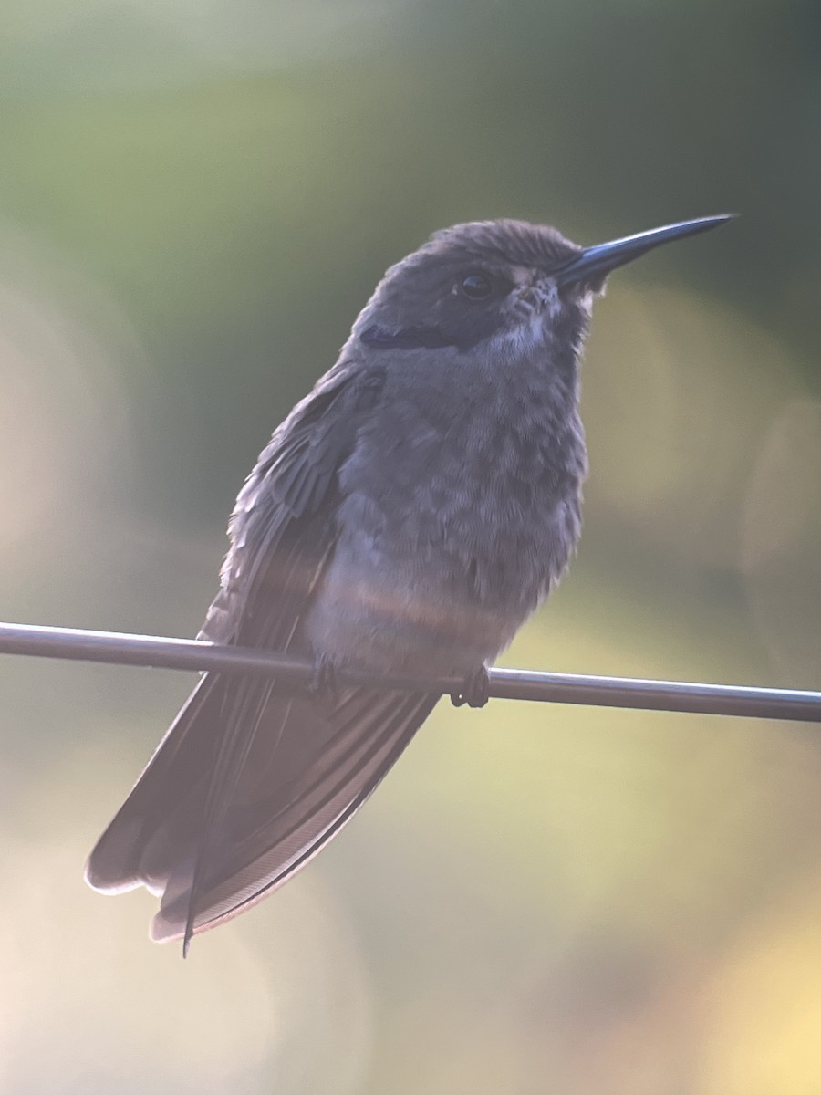 Brown Violetear - Rogers "Caribbean Naturalist" Morales