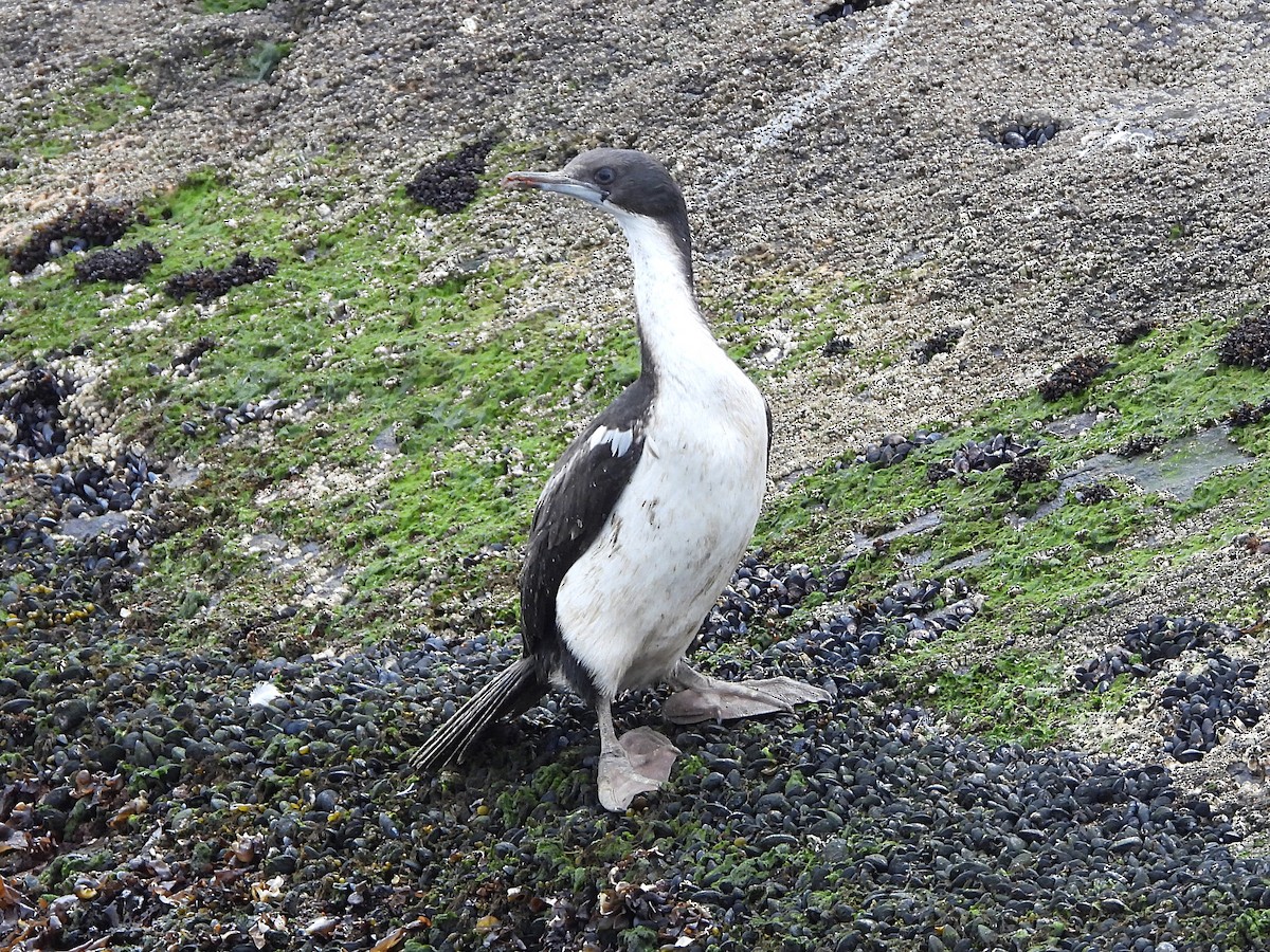 Cormoran impérial - ML617079469