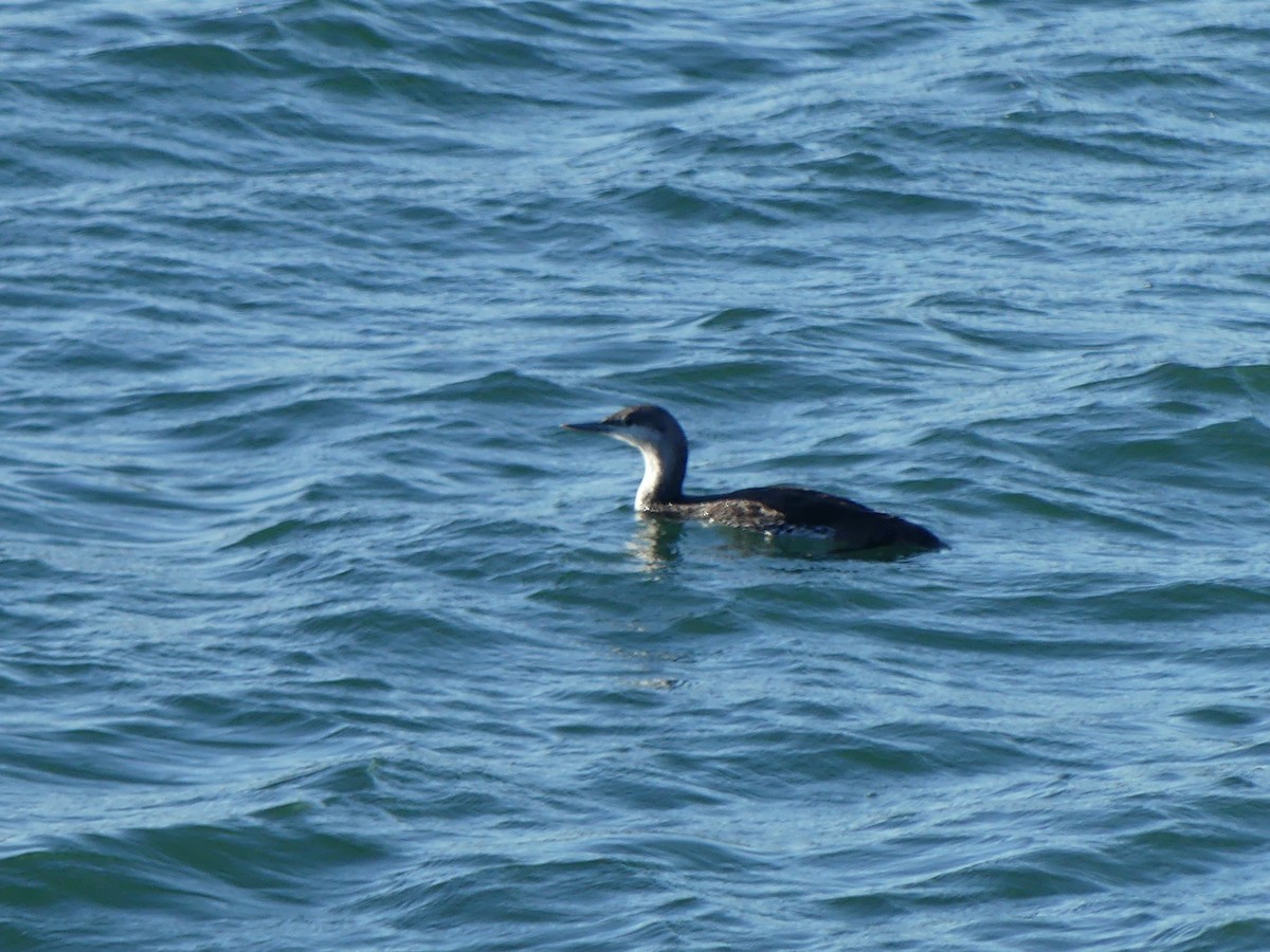 Pacific Loon - ML617079477