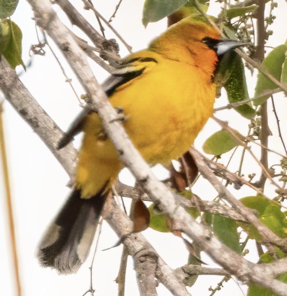 Streak-backed Oriole - ML617079495