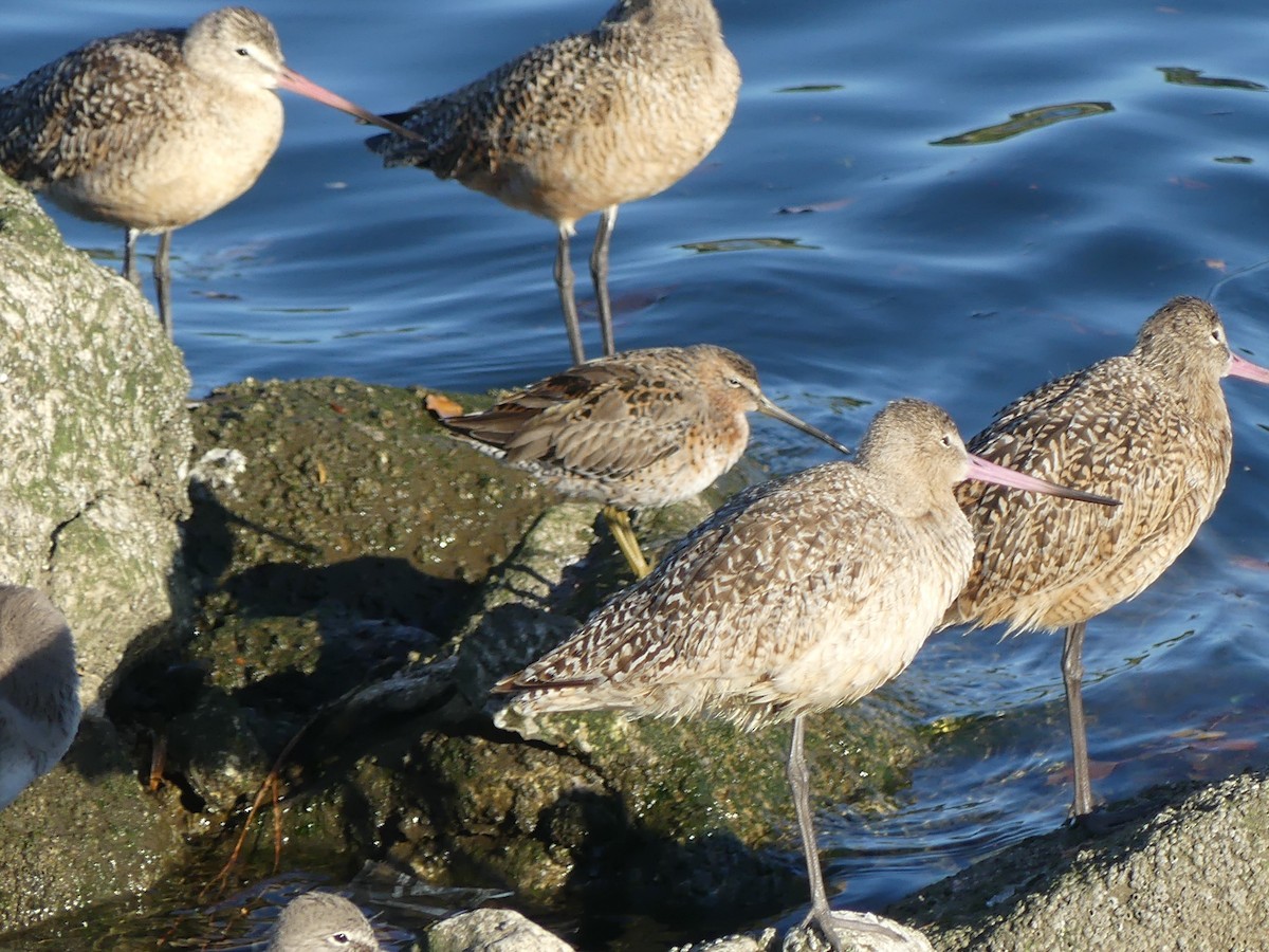 Short-billed Dowitcher - Blythe Brown