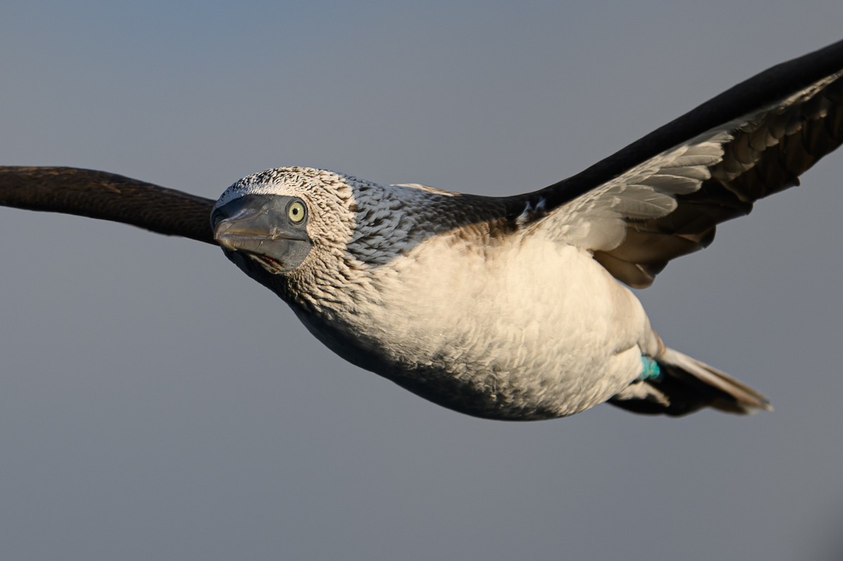 Blue-footed Booby - ML617079505