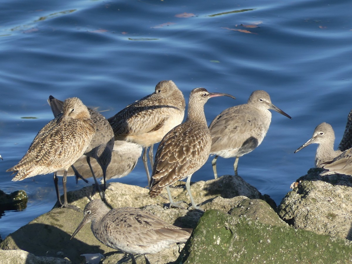 Regenbrachvogel - ML617079518