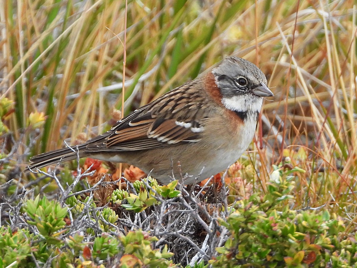 Rufous-collared Sparrow (Patagonian) - ML617079557