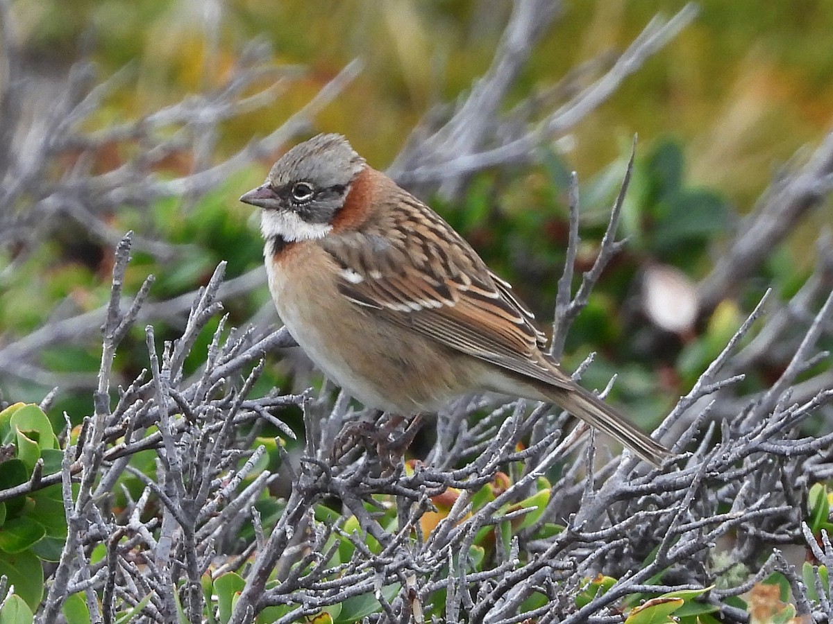 Rufous-collared Sparrow (Patagonian) - Glenda Tromp