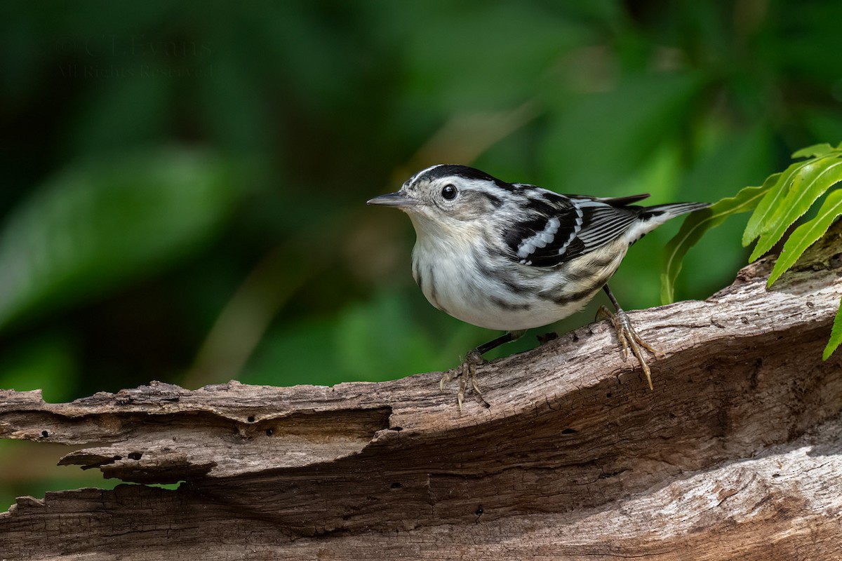 Black-and-white Warbler - ML617079604