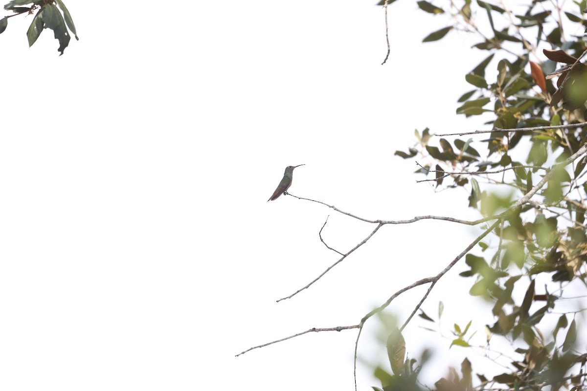 Buff-bellied Hummingbird - ML617079623